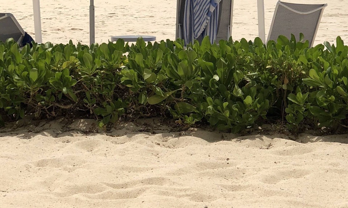Seven Mile Beach Condo | LUGUNA DEL MAR BEACHFRONT LOCATION ON SEVEN MILE BEACH