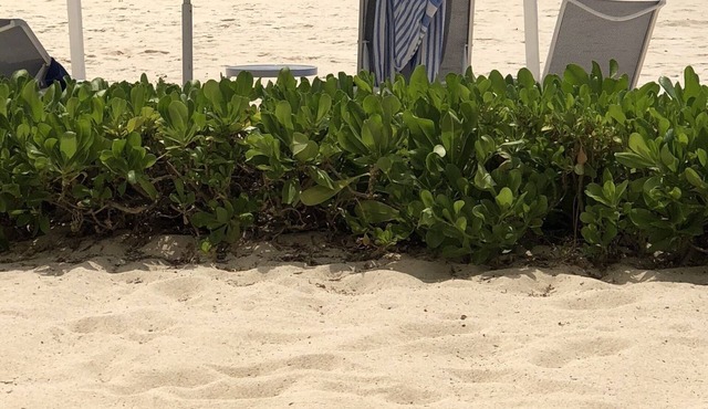 LUGUNA DEL MAR BEACHFRONT LOCATION ON SEVEN MILE BEACH