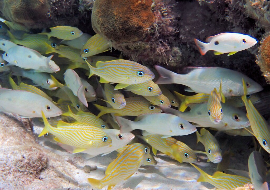 Photo of Others in West Bay