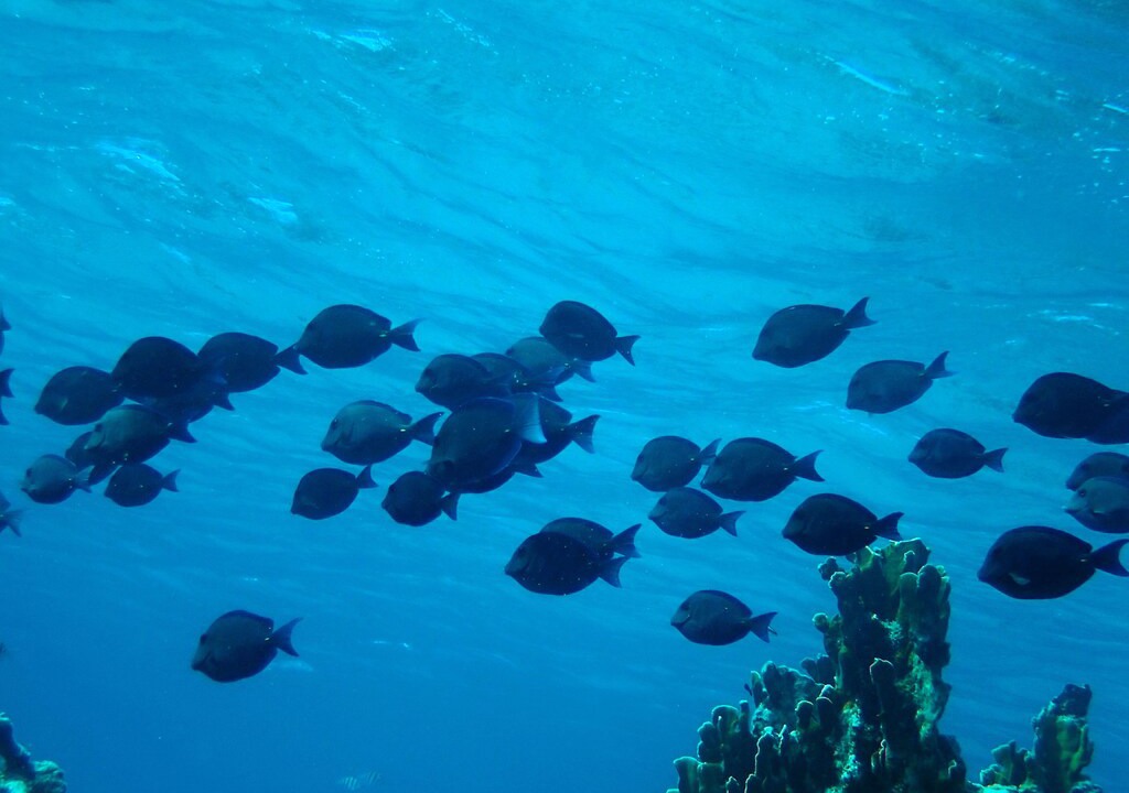 Photo of Outdoor in West Bay
