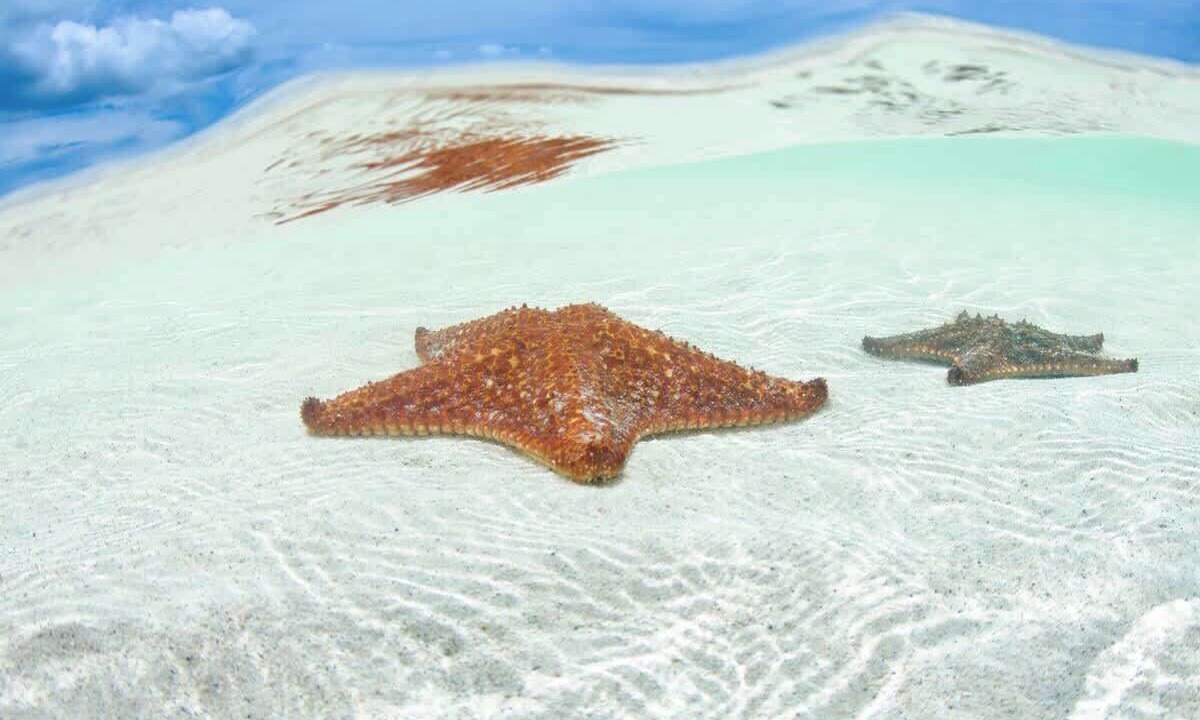 Photo of Others in Rum Point