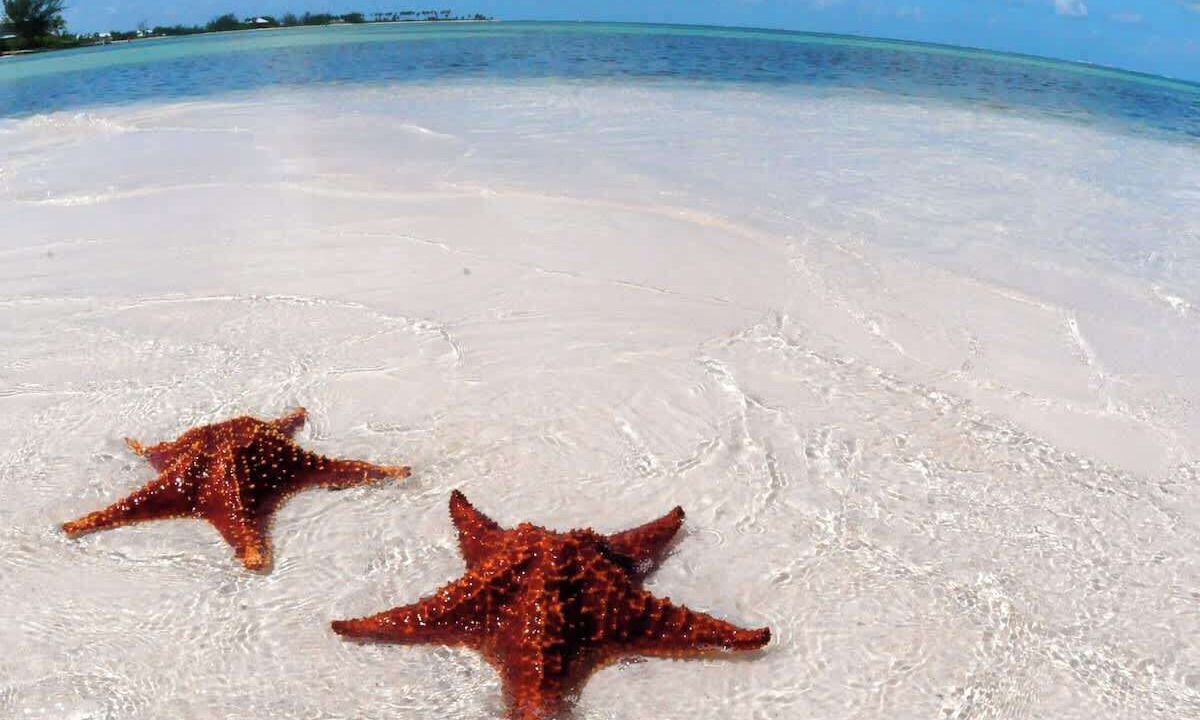 Photo of Others in Rum Point