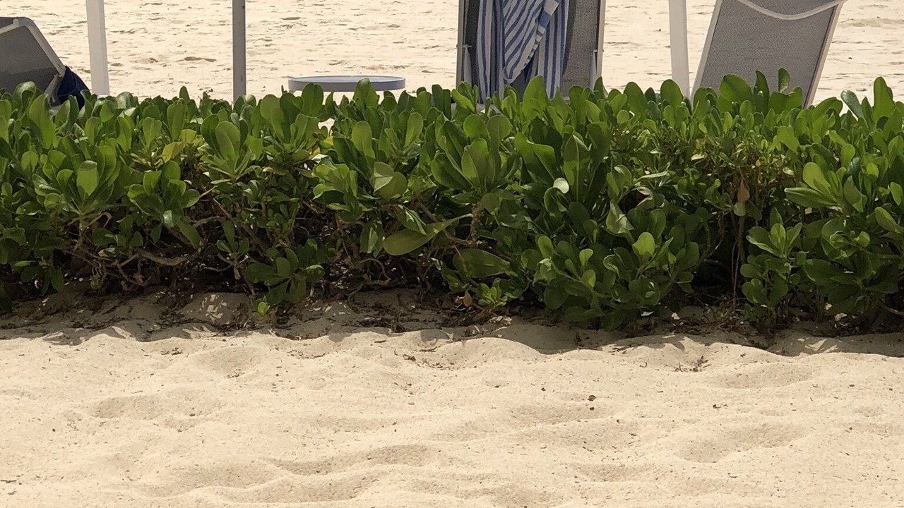 Photo of Others in Seven Mile Beach